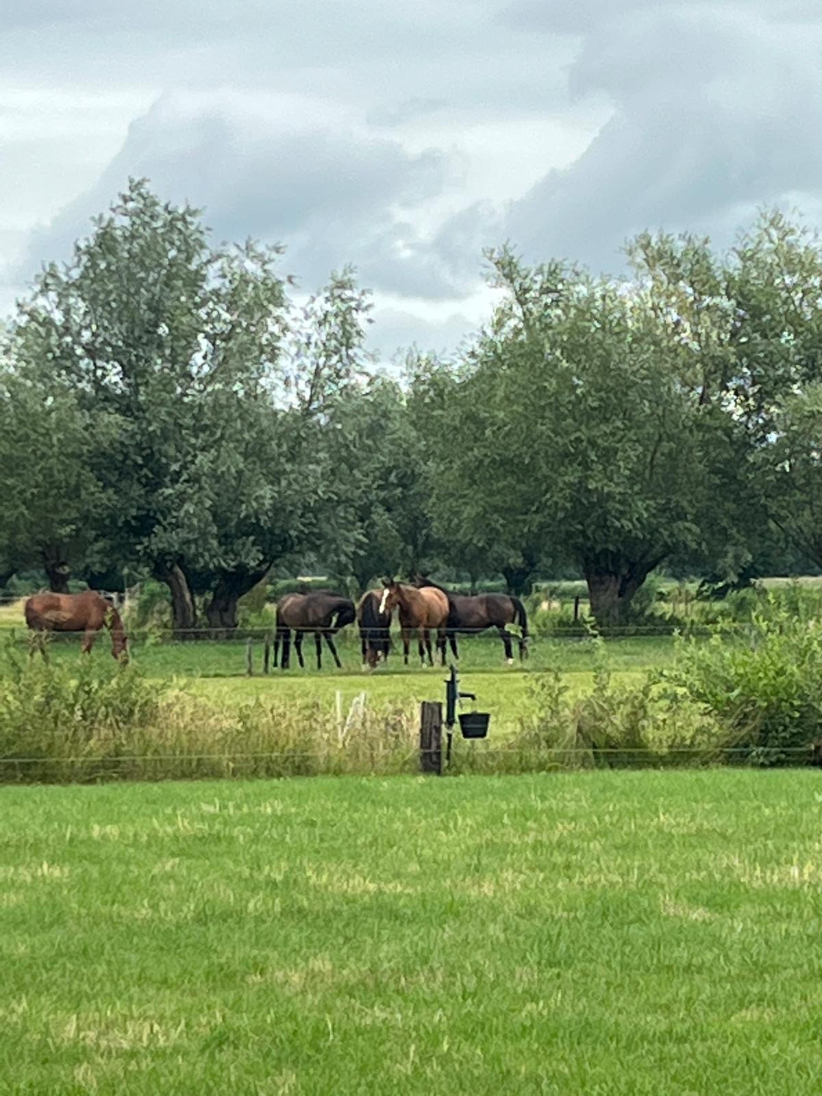 Paarden samen buiten in een groene weide